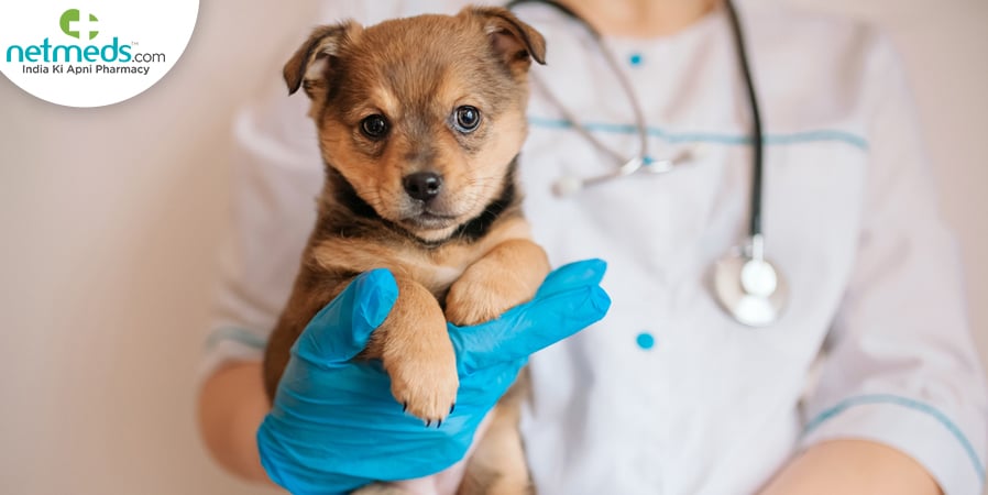leptospirosis