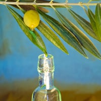 Olive Leaf Extracts: Health Benefits Of This Herbal Tincture And Its Uses For Holistic Wellness