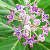 Calotropis Gigantea: Health Benefits, Uses And Home Remedies Of This Healing Herb  