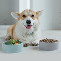 Top Protein Diet Options For Dogs: Veg And Non-Veg Choices, Benefits And Precautions