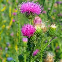 Milk Thistle: Benefits Of This Versatile Herb For Liver Health-Try These Simple Recipes