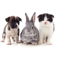 Pet Vision Health: Common Issues They Face, Remedies And Precautions