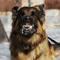 Rabies In Pets: Know The Underlying Cause Of Your Pet’s Aggressive Behaviour