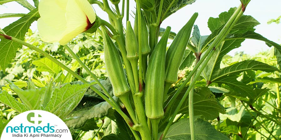 Okra plant