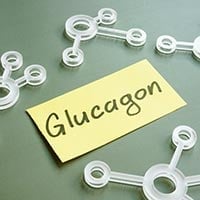 Glucagon: Structure, Crucial Functions And Adverse Effects