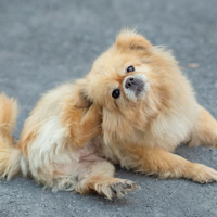 Canine Care: 5 Tips To Ease Skin Irritation Of Your Furry Friend