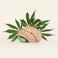 Brain Boosters: 5 Potent Nootropic Herbs To Supercharge Memory And Concentration