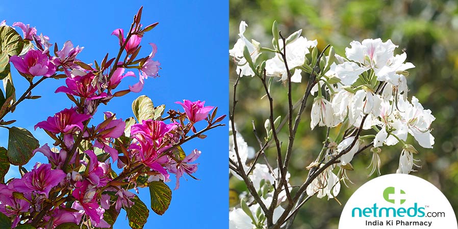 Kachnar flowers