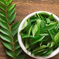 Curry Leaves: Medicinal Uses, Therapeutic Benefits For Hair, Diabetes And Supplements