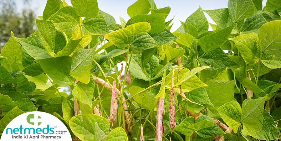 Navy beans tree