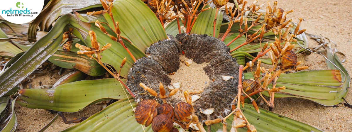 blooming welwitschia plant