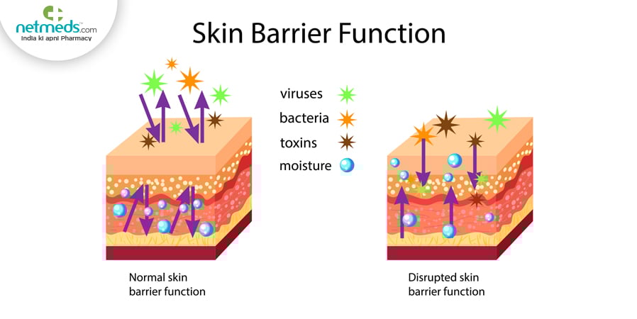 Skin Barrier Function