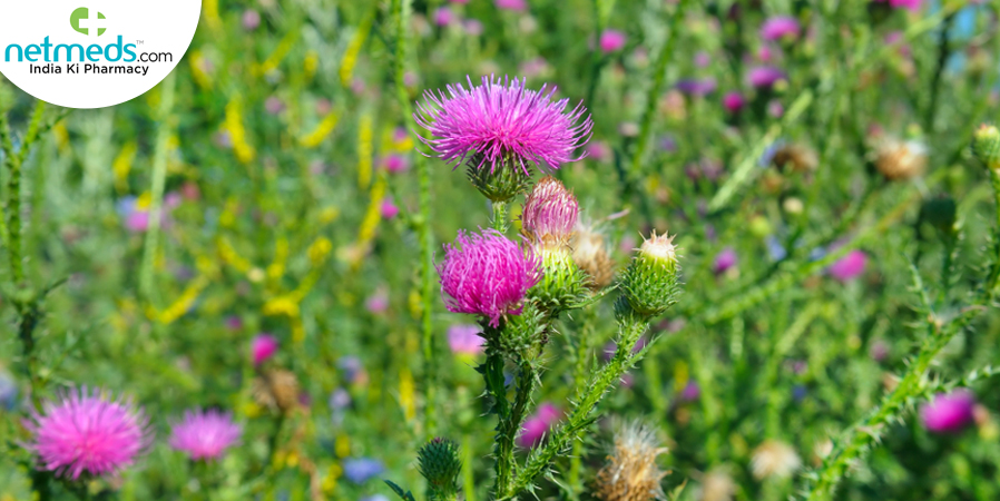 milk thistle