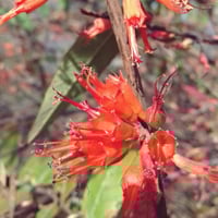 Dhataki/ Woodfordia Fruticosa: Benefits, Uses, Ayurvedic Indications, Dosage, and Side Effects
