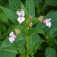 Kutki: Benefits, Uses, Dosage, Formulations And Side Effects