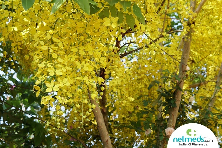 amaltas plant