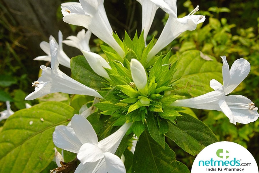 dronapushpi in ayurveda