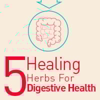 Digestive Health: 5 Amazing Herbs For Uplifting Gut Health And Function-Infographic
