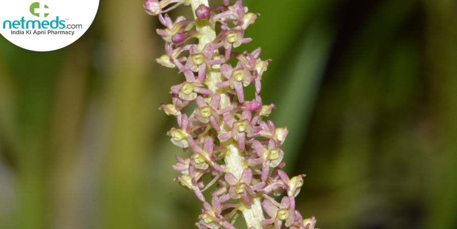 jivaka