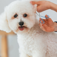 Medium-Coated Dogs: Essential Care To Manage Fur For Our Fluffy Companions