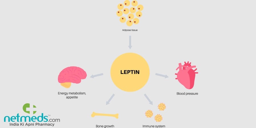 Leptin