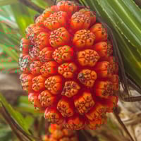 Hala: Health Benefits, Skin Care Uses And Delicious Recipes From This Tropical Superfruit