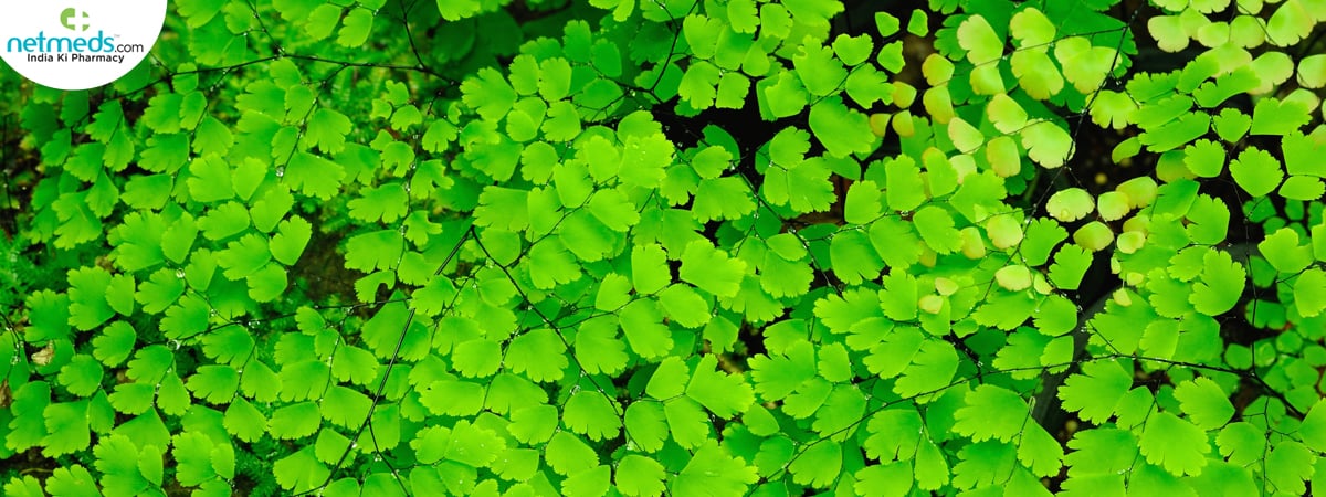 hamsapadi plant
