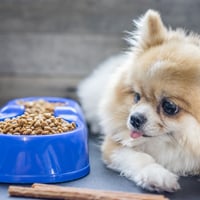 Kennel Cough In Canines: Causes, Symptoms And How To Protect Them From This Contagious Respiratory Ailment