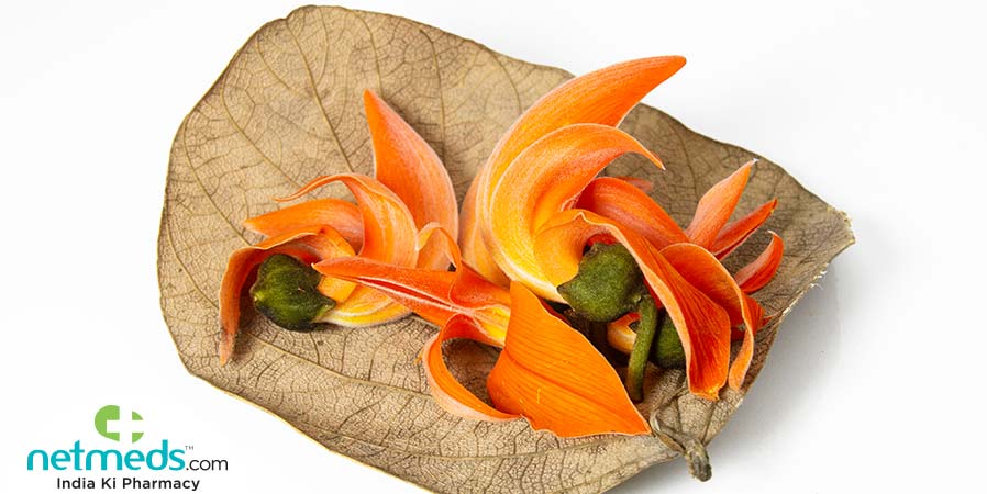 Palash flowers on a dried leaf