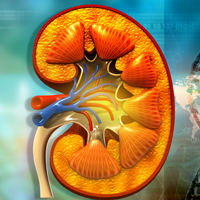 Medullary Cystic Kidney Disease: Causes, Symptoms, Diagnosis And Treatment