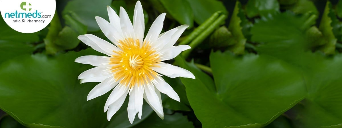 Snow Lotus plant in the Himalayas
