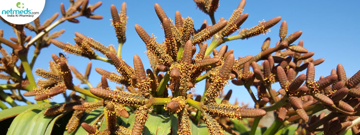 what is welwitschia