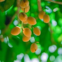 Rambai Fruit: Discover Amazing Health Benefits, Uses And Recipe Of This Tropical Superfruit