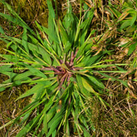 Crabgrass Millet: Know About This Rare Protein-Rich Grain, Its Nutritional Content, And Culinary Use Of This Plant- Recipe Inside