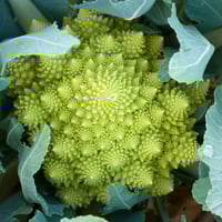 Romanesco Cauliflower: Health Benefits, Nutrition, And Recipe From This Cruciferous Vegetable