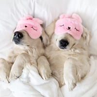 Do Dogs Like Air Conditioning? Pros And Cons Of Sharing Your AC Room With Your Canine Companion