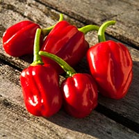 Habanero: Spectacular Health Benefits Of This Spicy Chili Pepper
