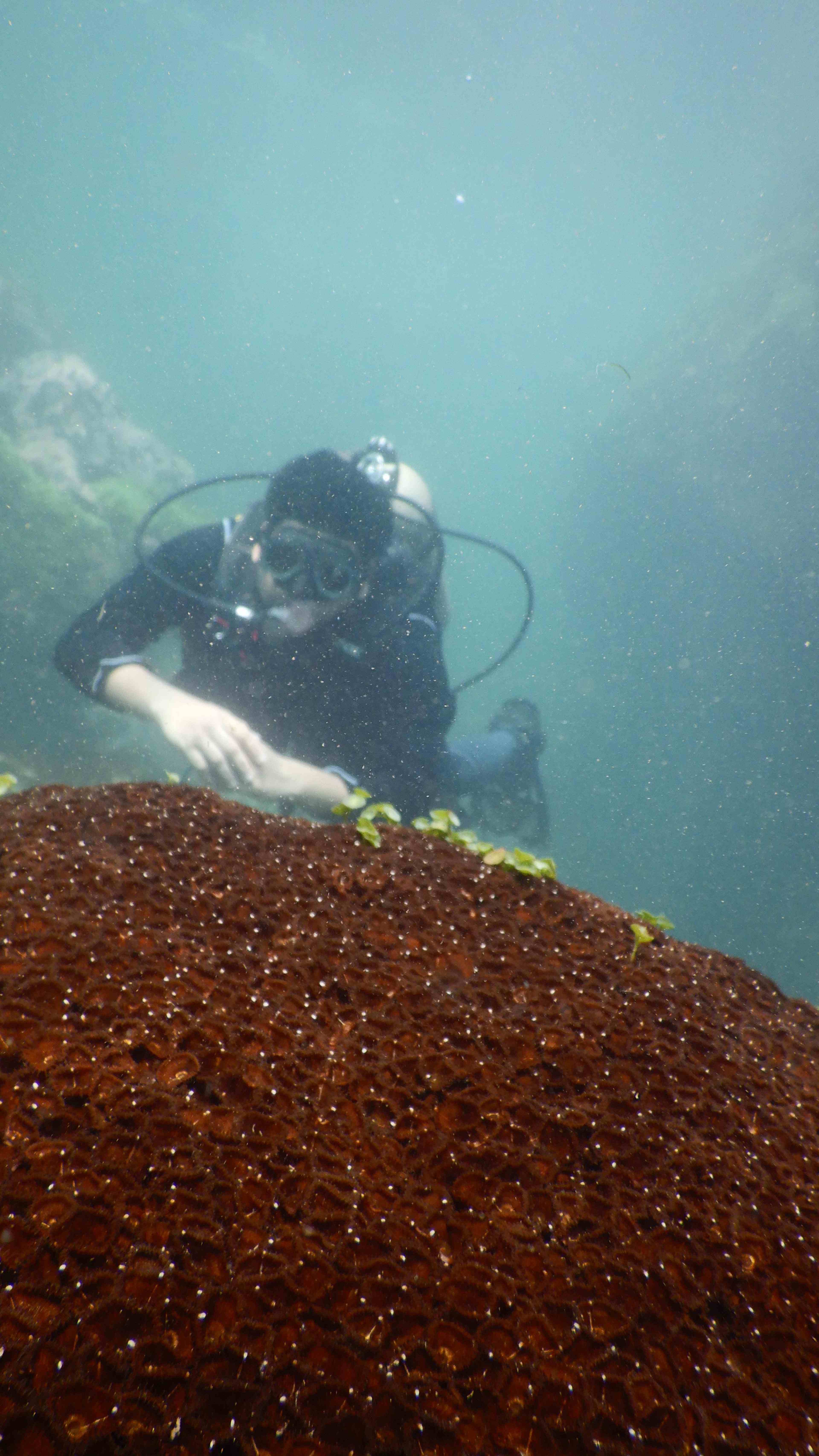 Fun Dives experience