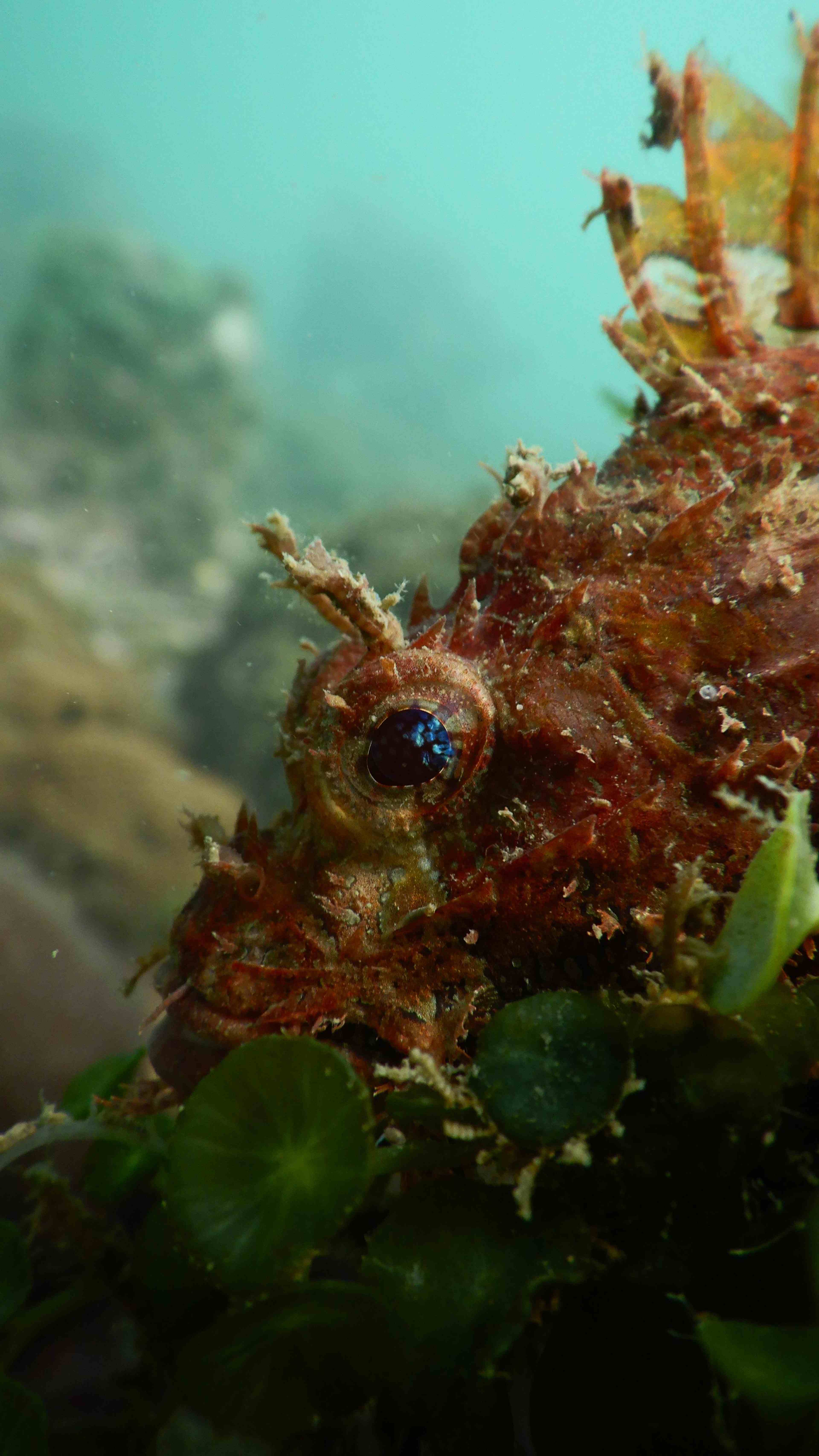 Beginner Diving Experience