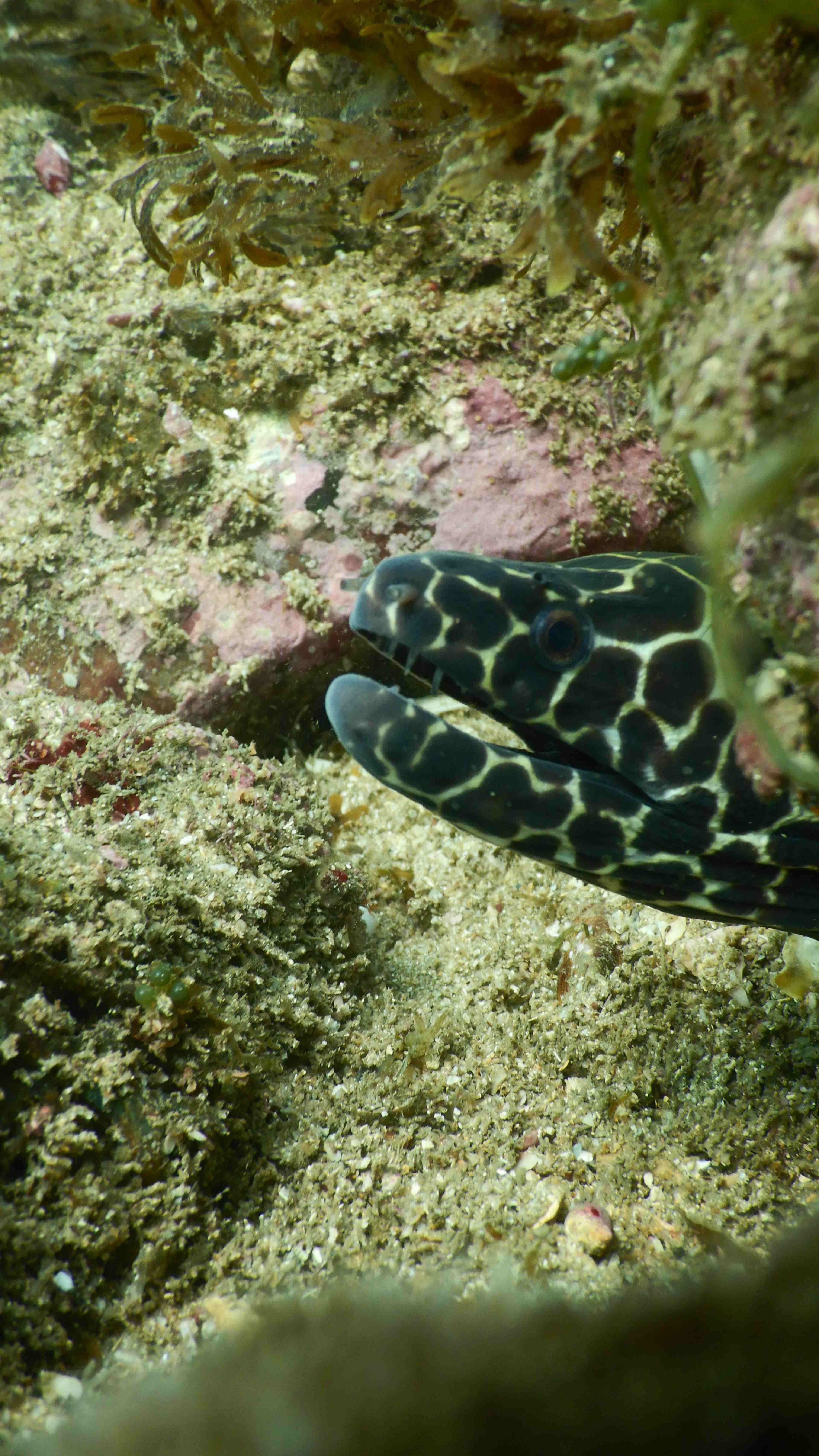 Marine Life Discovery