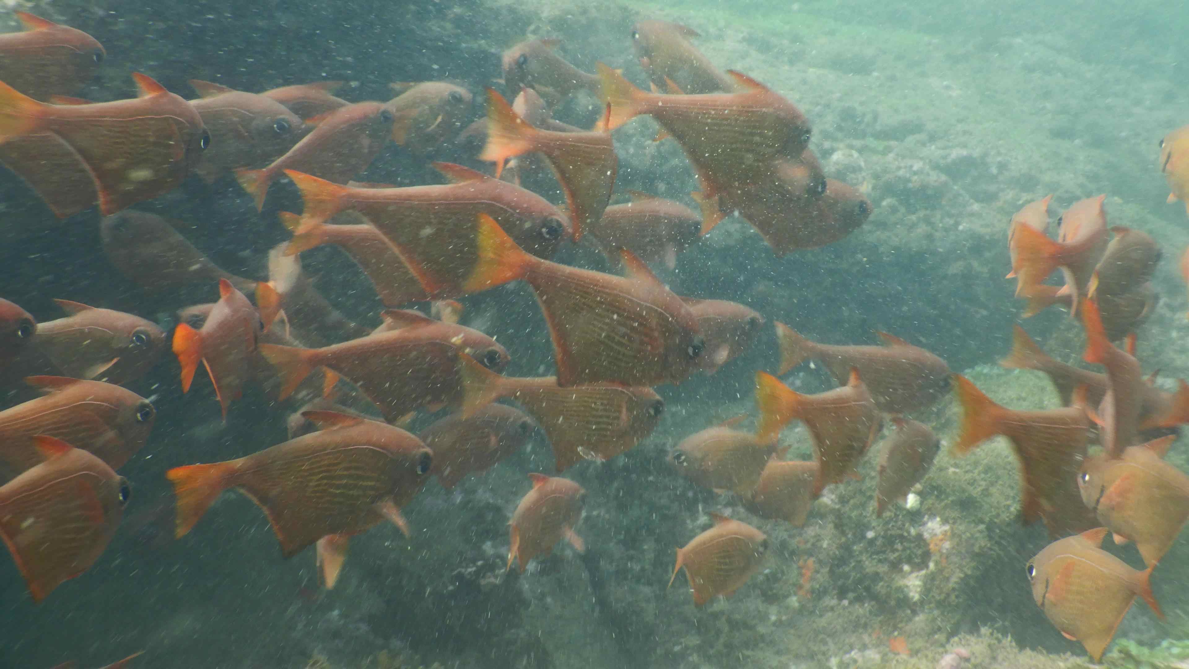 Coral Reef Exploration