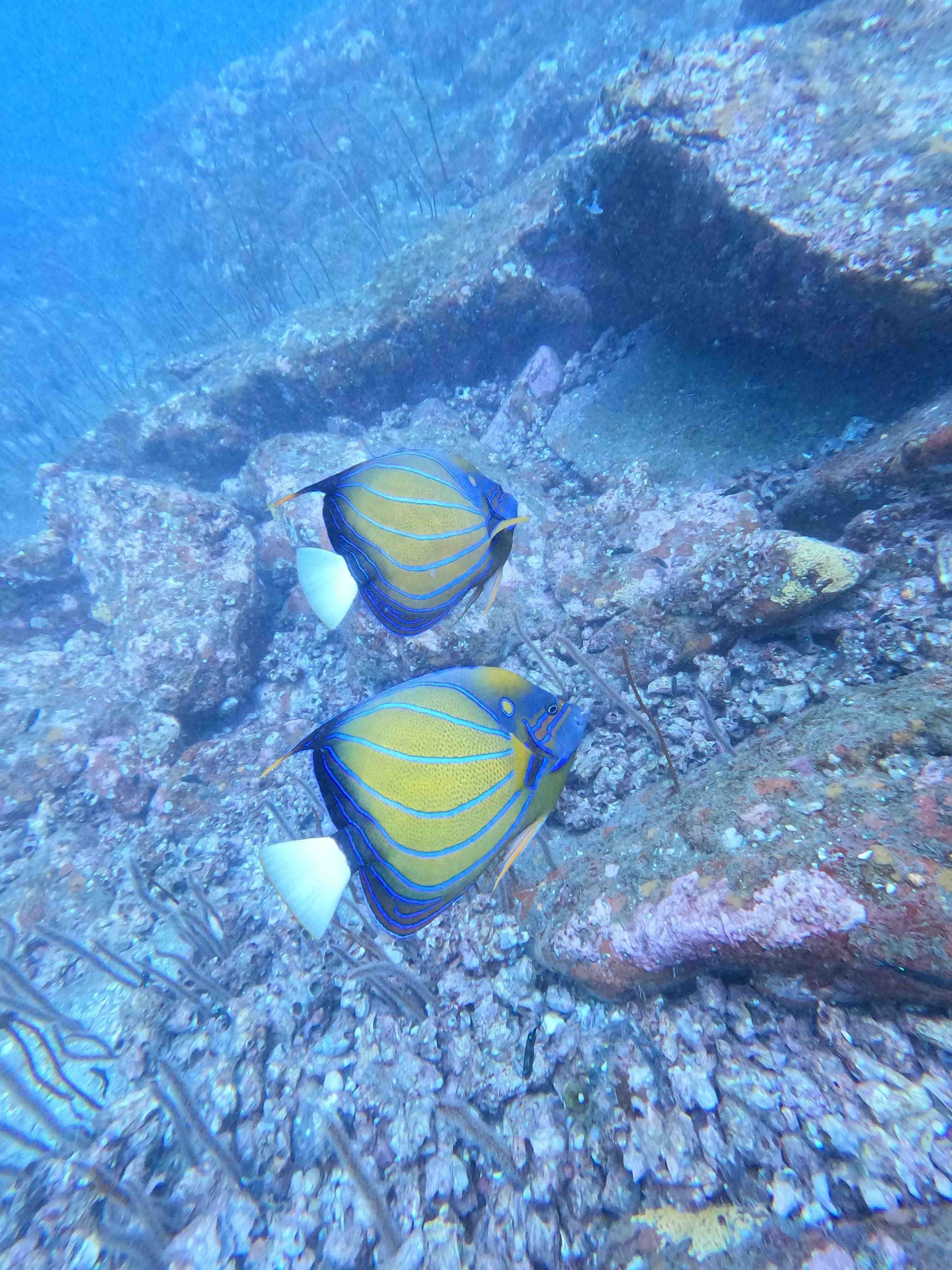 Marine Life Encounter